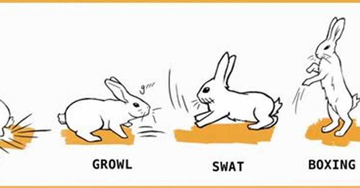 Why Is My Rabbit Attacking Me All of a Sudden?
