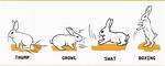 Why Is My Rabbit Attacking Me All of a Sudden?
