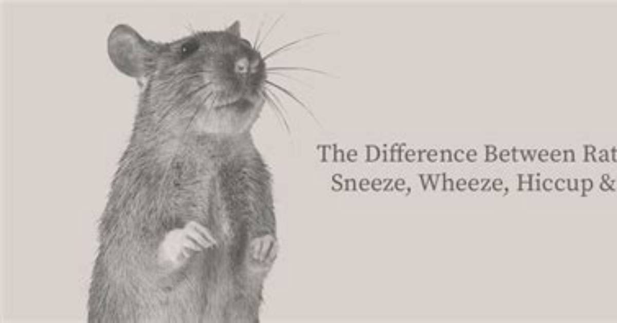 Why Is My Rat Making Hiccup Noises?