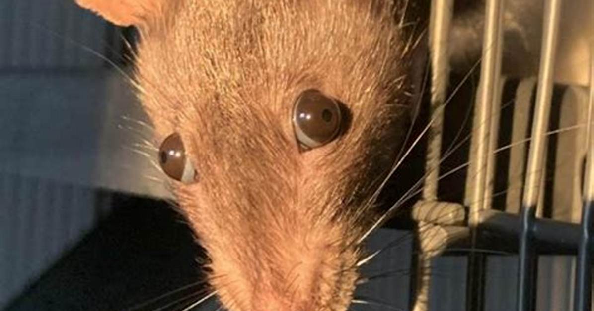 Why Is My Rats Hair Sticking up?