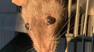 Why Is My Rats Hair Sticking up?