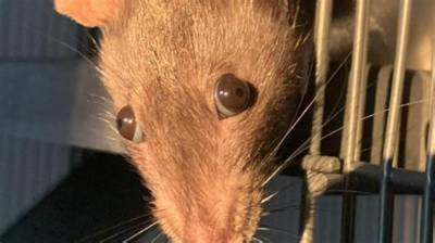 Why Is My Rats Hair Sticking up?