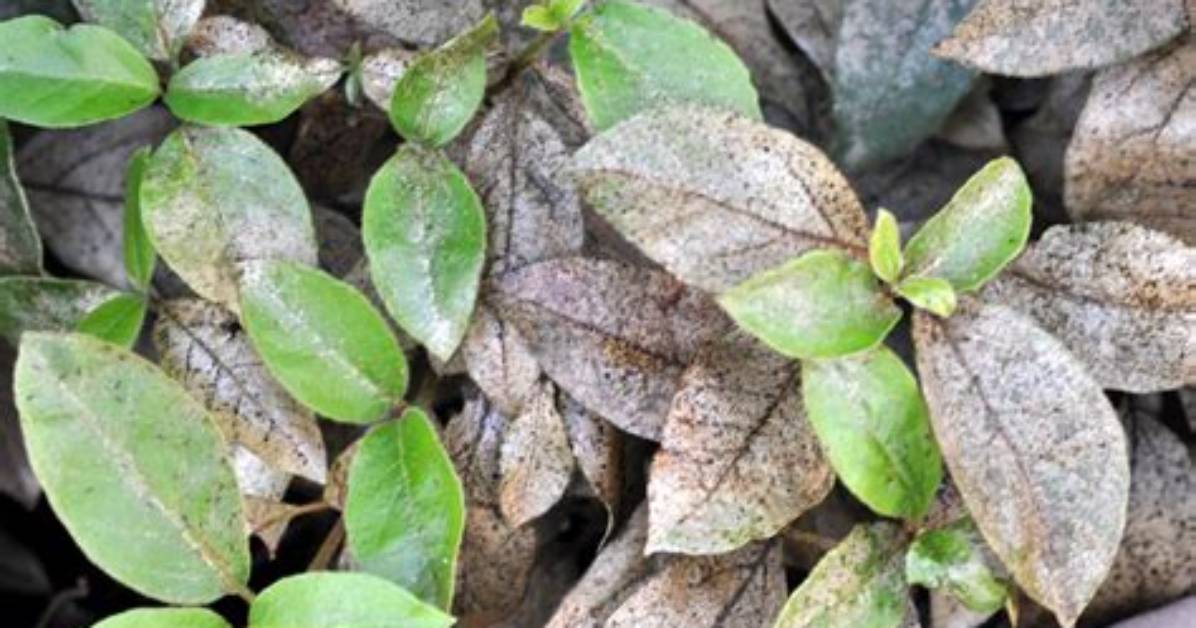 Why Is My Viburnum Dying?