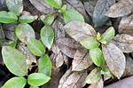 Why Is My Viburnum Dying?