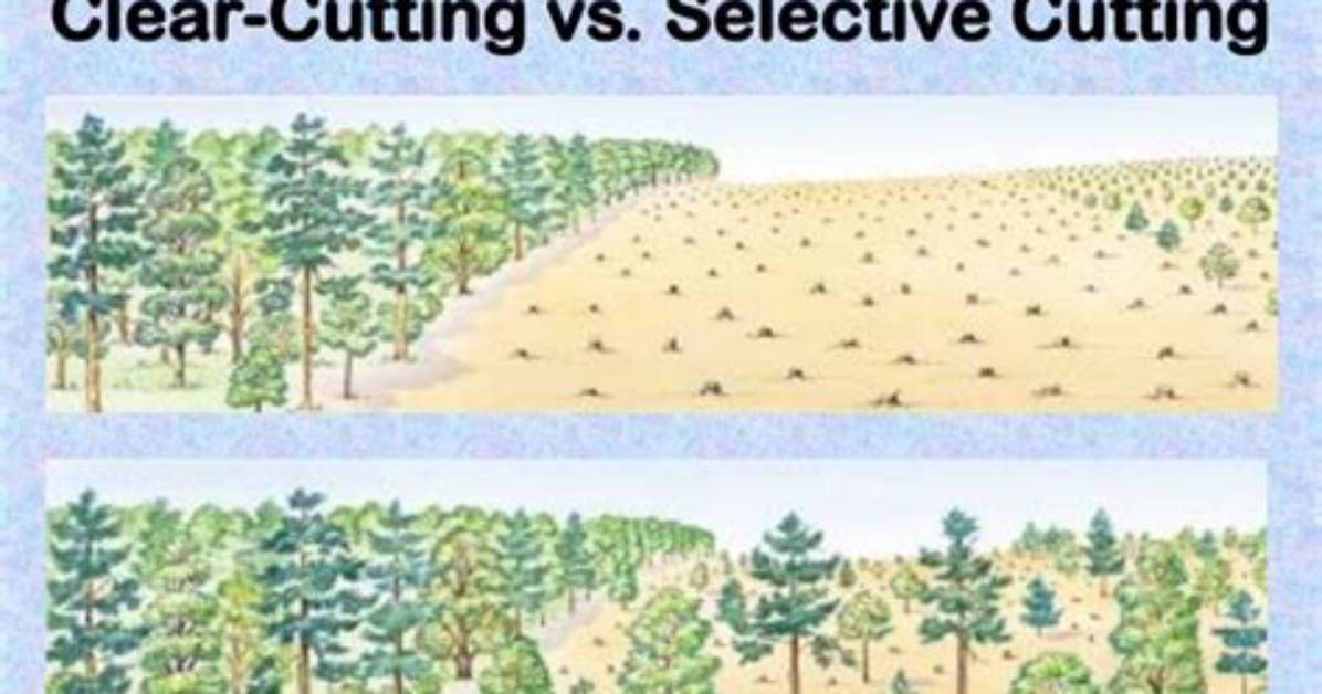 Why Is Selective Cutting Better Than Clear-Cutting?