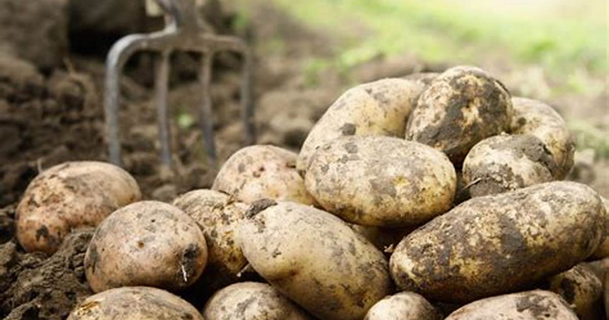 Why Is Spud Called Spud?