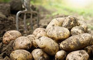 Why Is Spud Called Spud?