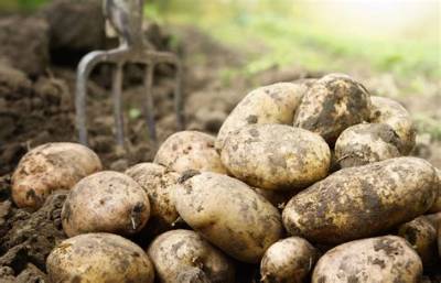 Why Is Spud Called Spud?