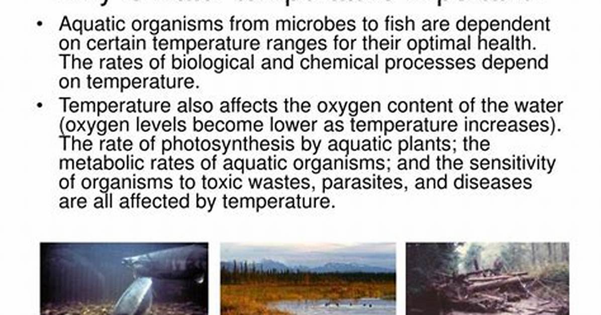 Why Is Temperature Important to Water Quality