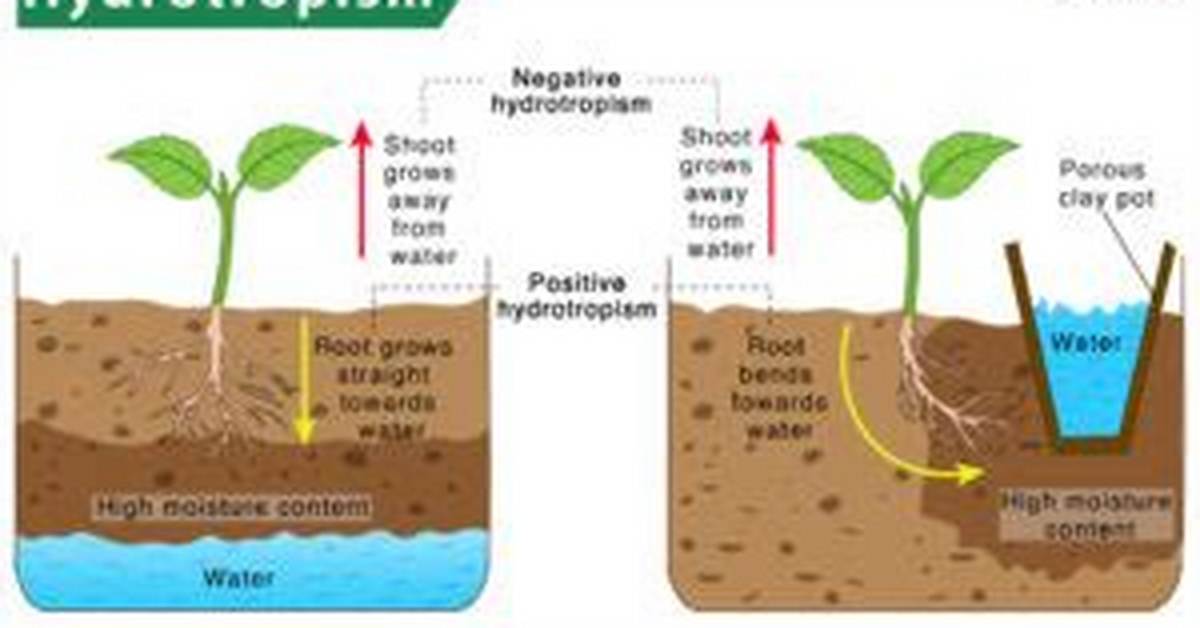 Why Is the Hydrotropism Important?
