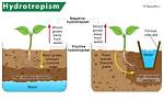 Why Is the Hydrotropism Important?