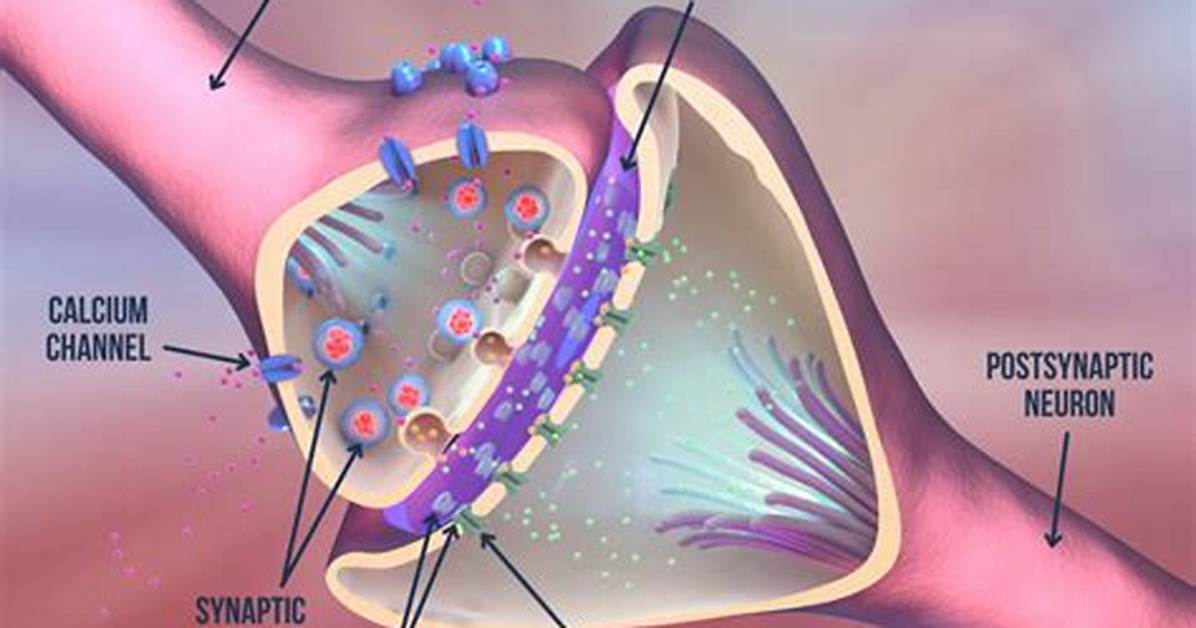 Why Is the Postsynaptic Membrane Important?