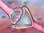 Why Is the Postsynaptic Membrane Important?