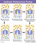 Why Is the Sodium Potassium Pump Important