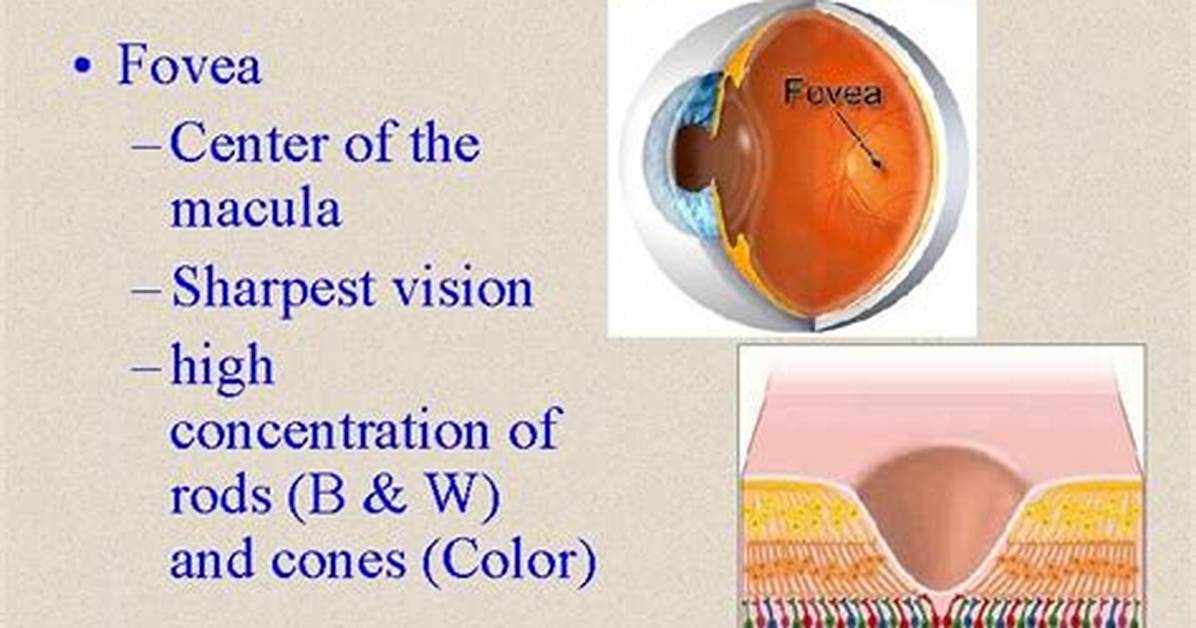 Why Is Vision Sharpest in the Fovea?