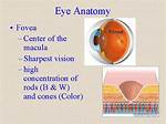 Why Is Vision Sharpest in the Fovea?