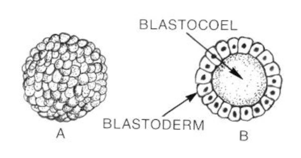 Why Is Whitefish Blastula Used to Study Mitosis?