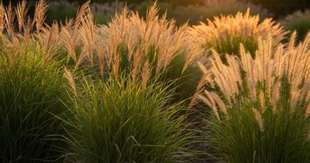Why Plant Ornamental Grasses?