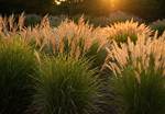 Why Plant Ornamental Grasses?
