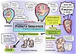 Why Pulmonary Hypoplasia in Oligohydramnios?
