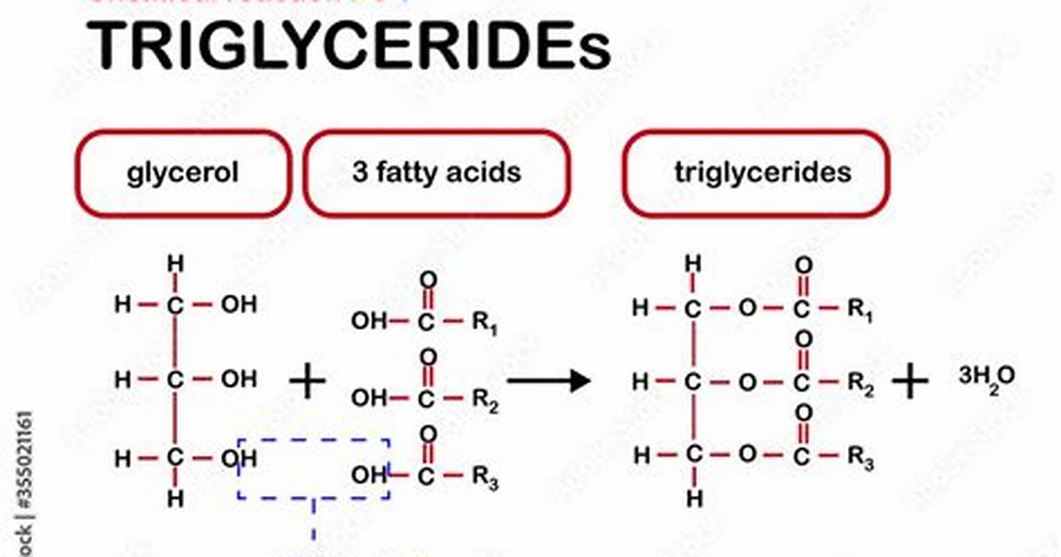 Why Triacylglycerols Are