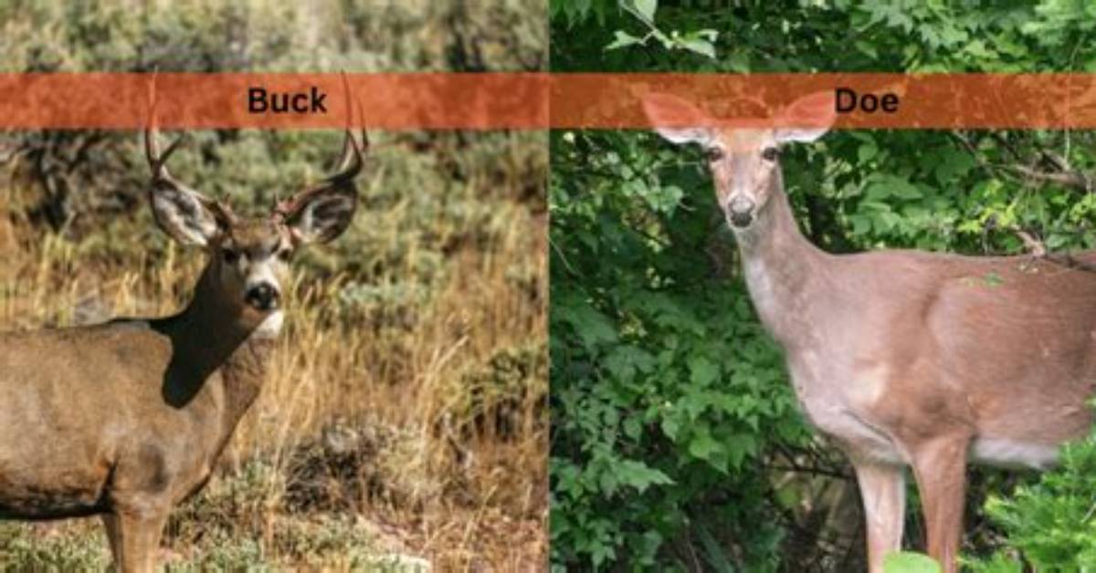 Will a Buck Follow a Doe with Fawns?
