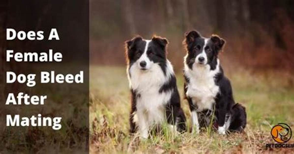 Will a Dog Bleed After Mating?