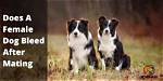 Will a Dog Bleed After Mating?