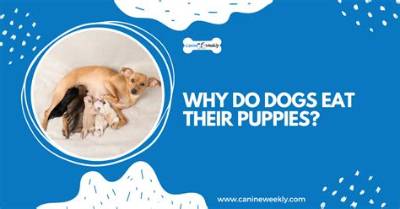 Will a Dog Eat Its Dead Puppy?