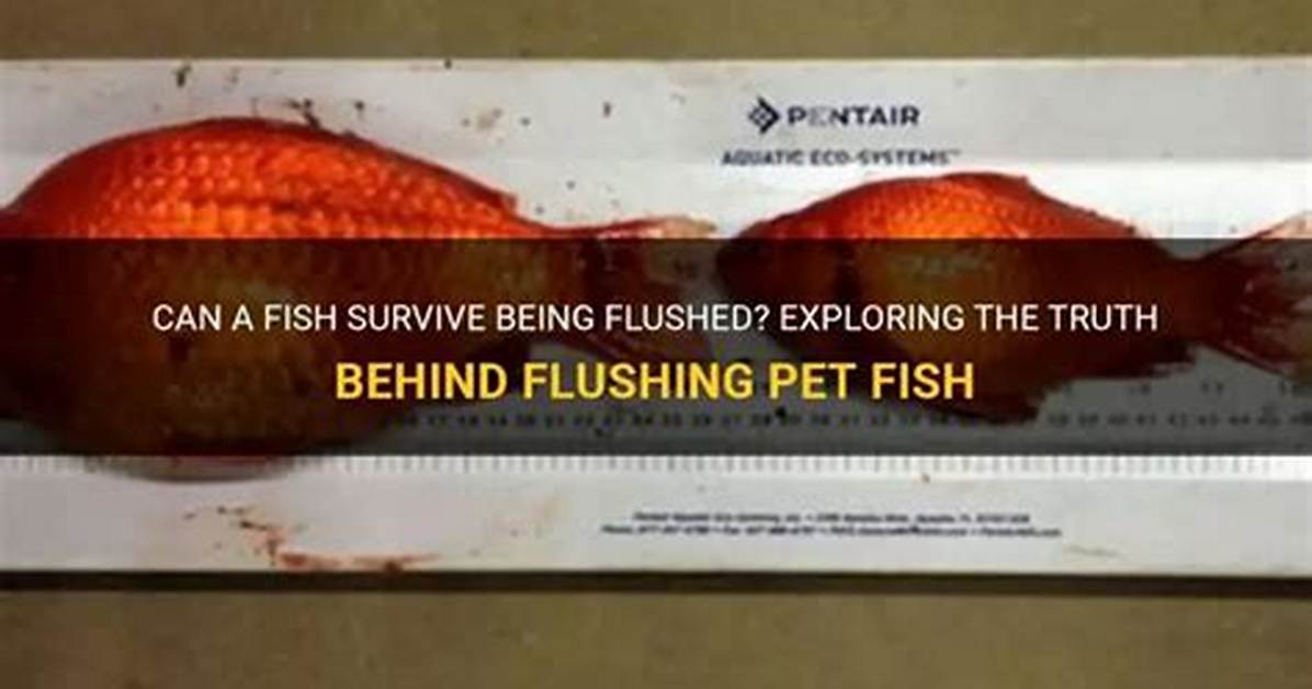 Will a Fish Survive If Flushed?