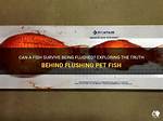 Will a Fish Survive If Flushed?