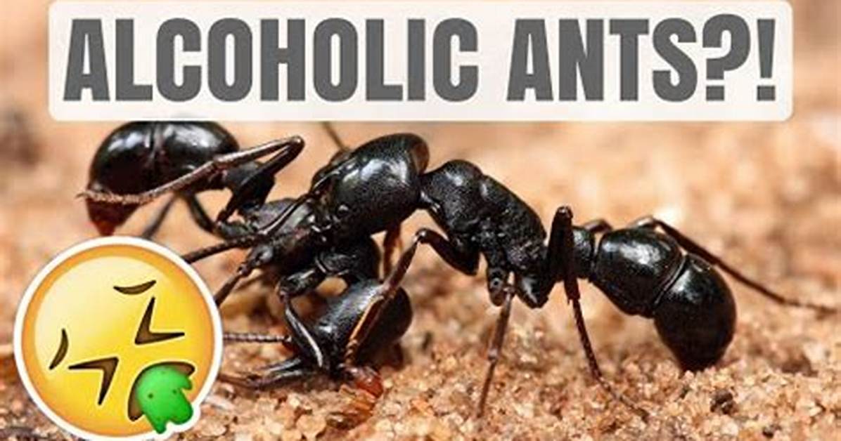 Will Ants Get Drunk?