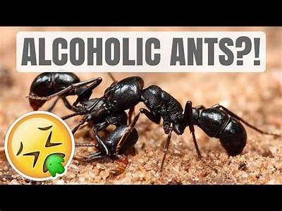 Will Ants Get Drunk?