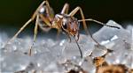 Will Ants Walk over Salt?