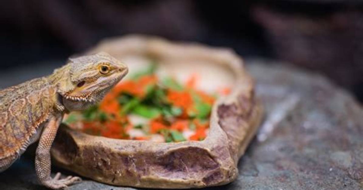 Will Bearded Dragons Stop Eating When Full?