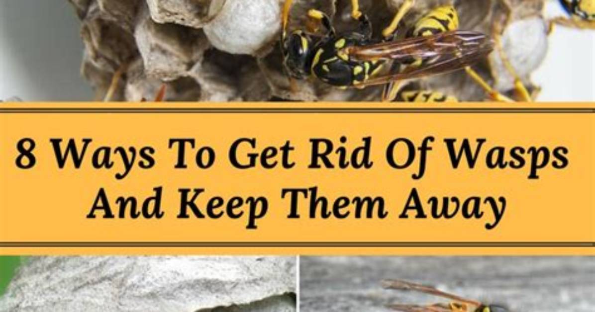 Will Bees Keep Wasps Away?