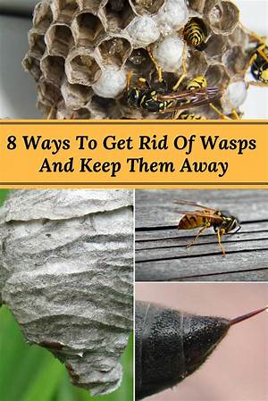 Will Bees Keep Wasps Away?