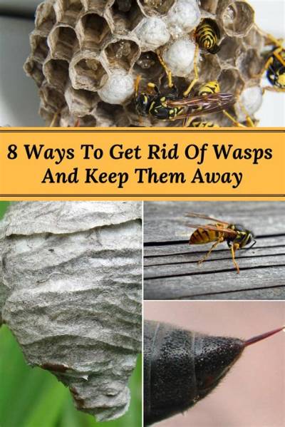 Will Bees Keep Wasps Away?