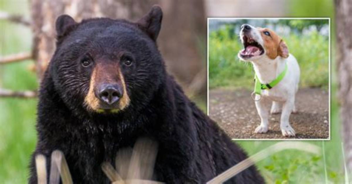 Will Black Bears Attack Dogs?