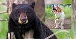 Will Black Bears Attack Dogs?