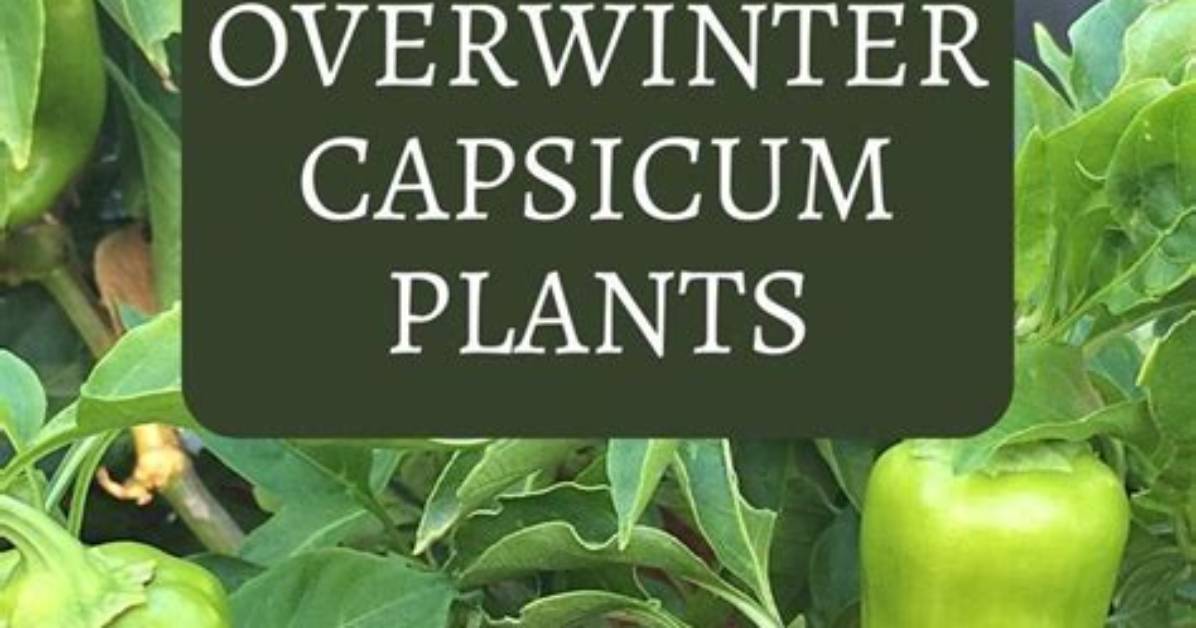 Will Capsicum Grow in Winter?