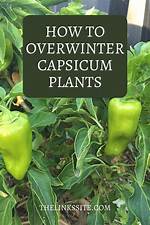 Will Capsicum Grow in Winter?