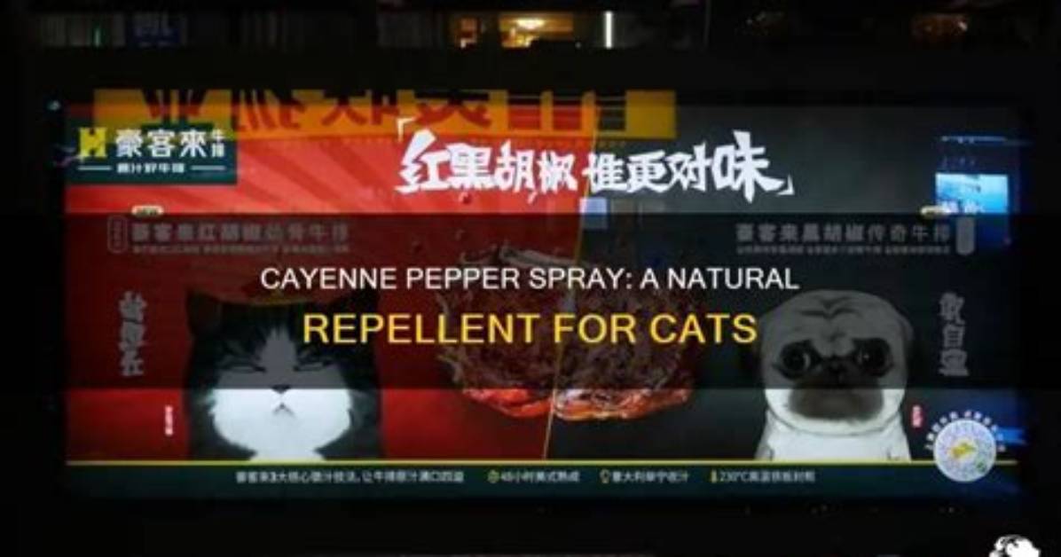 Will Cayenne Pepper Repel Cats?