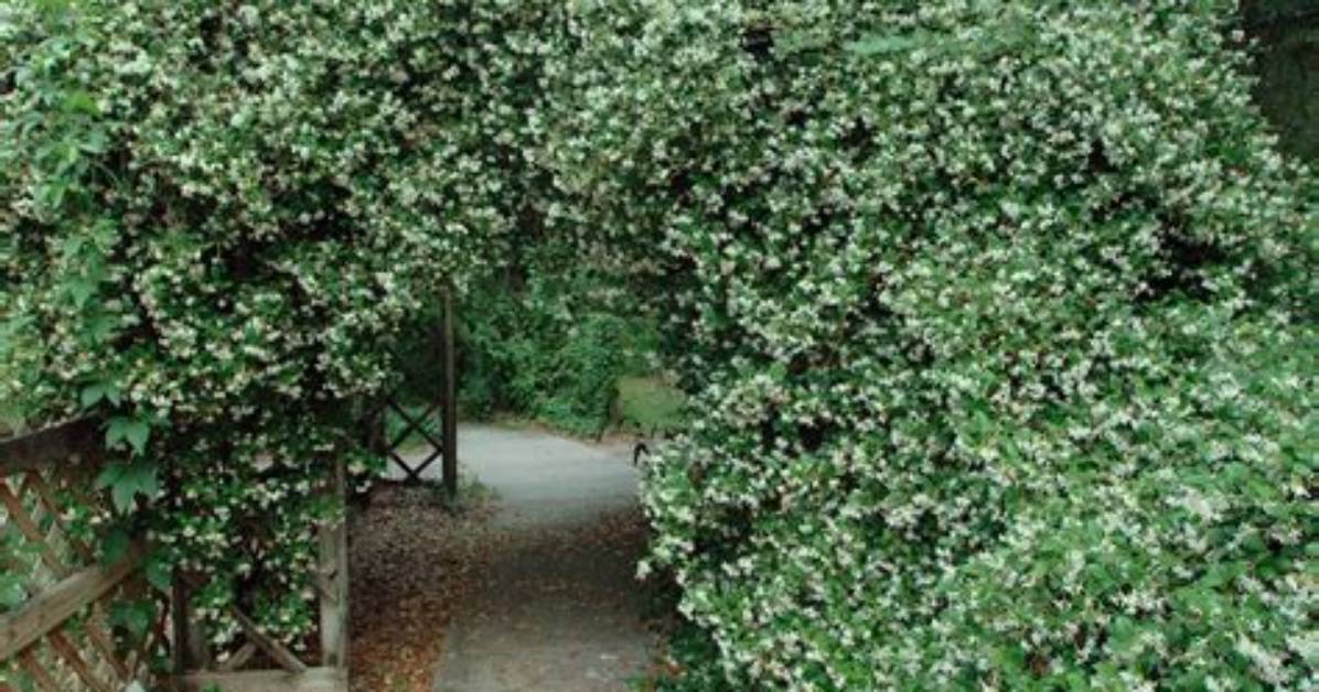 Will Confederate Jasmine Survive a Freeze?