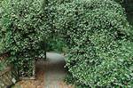 Will Confederate Jasmine Survive a Freeze?