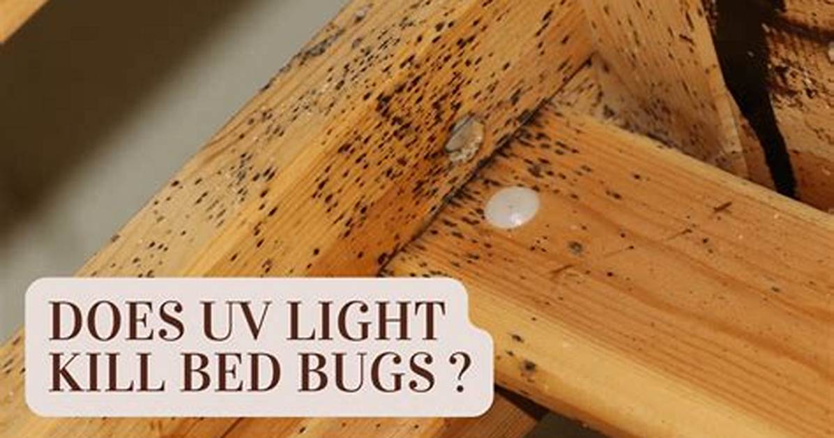 Will Infrared Kill Bed Bugs?