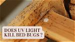Will Infrared Kill Bed Bugs?