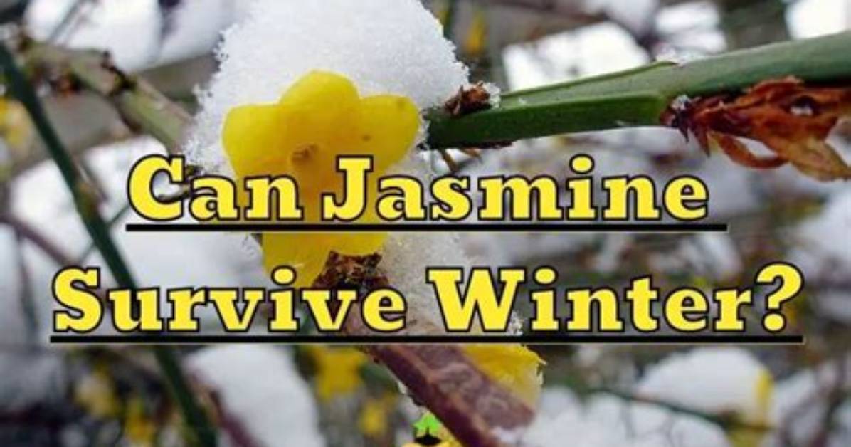 Will Jasmine Survive Winter?