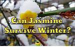Will Jasmine Survive Winter?