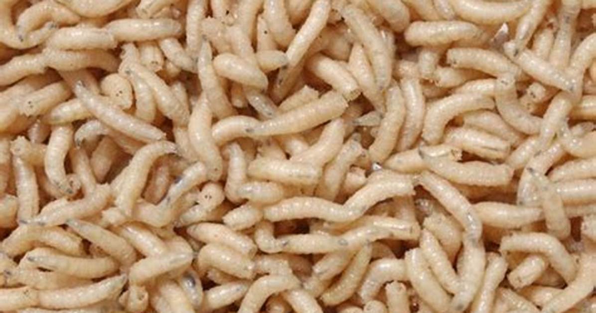 Will Maggots Drown in Water?